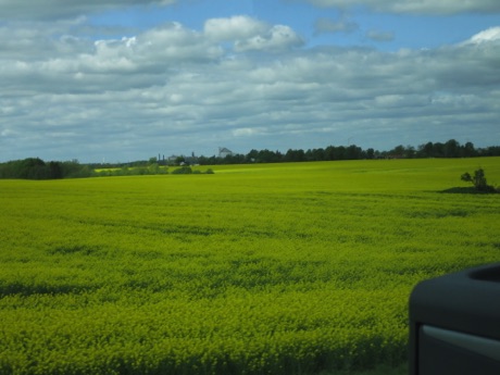 rapeseed field - source of Canola Oil; we saw a lot of these fields, especially in Sweden